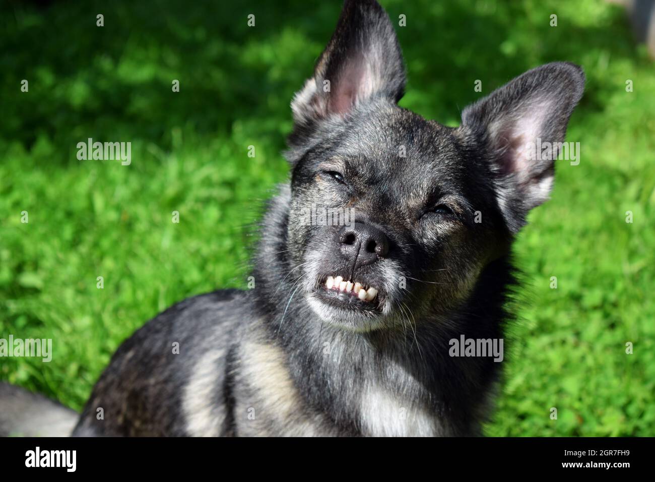 Small Mixed Breed Dog With An Underbite. Canine Malocclusion. The Dog Is Squinting In The Sun