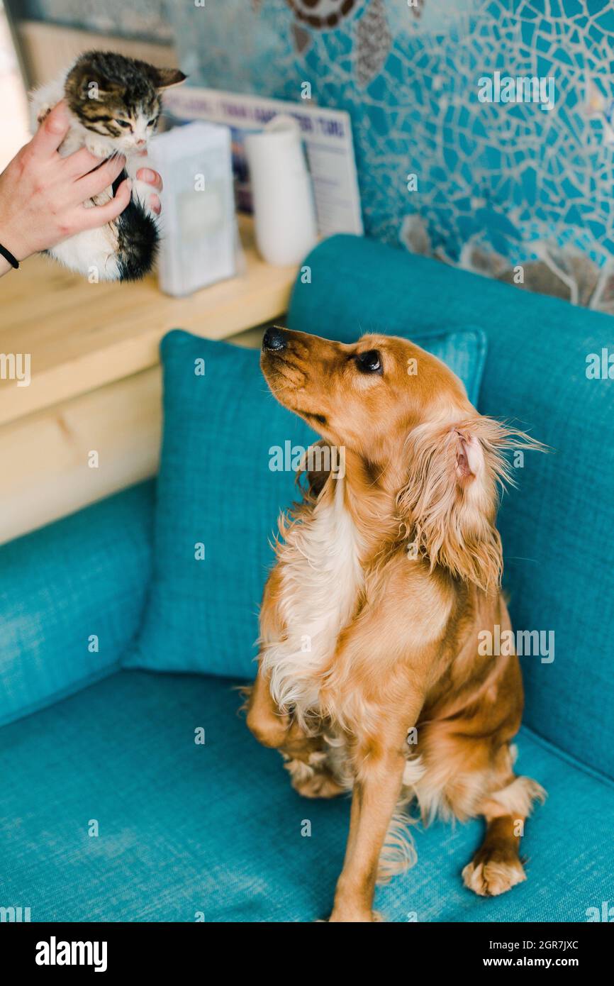 Rottweiler puppy cavalier king charles hires stock photography and