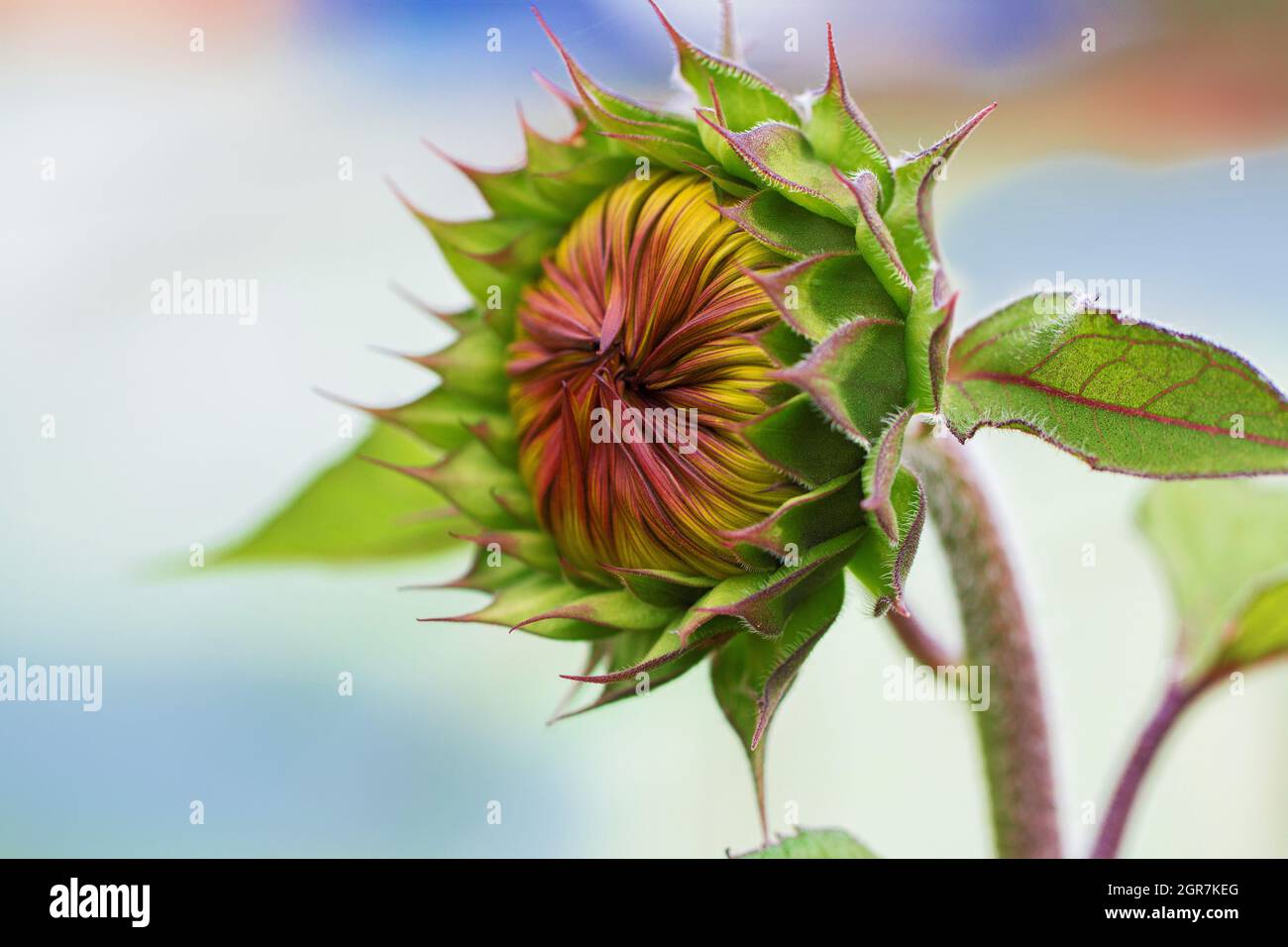 Unopened Sunflower Bud. Close Up. Macro. Selective Focus. Abstract Background. Stock Photo