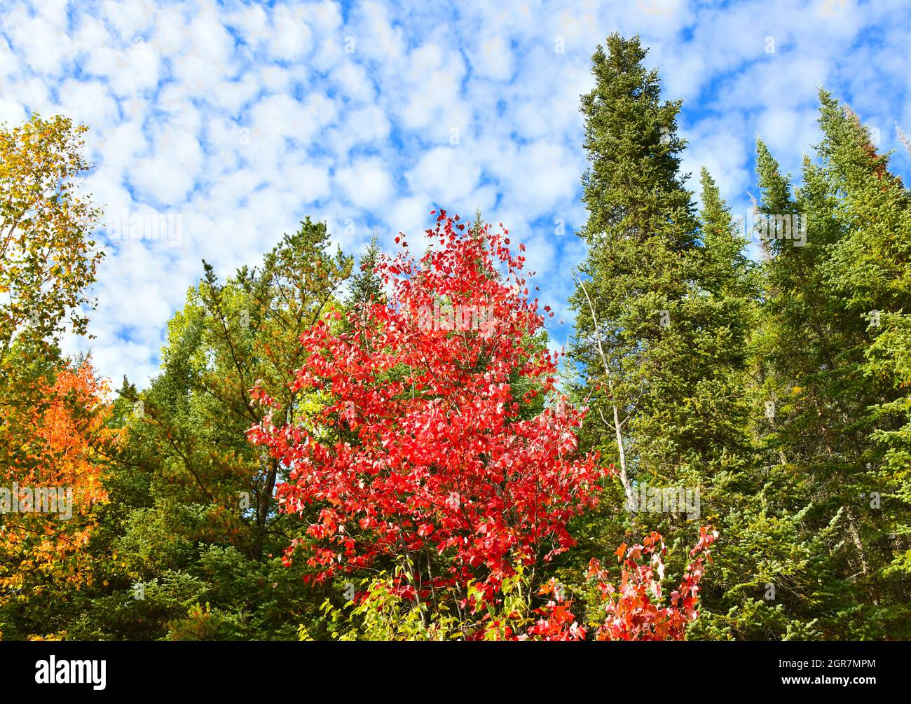 Looking up at a mixed forest with a bright red maple ,while puffy, white  clouds are high above on a warm fall day. Stock Photo