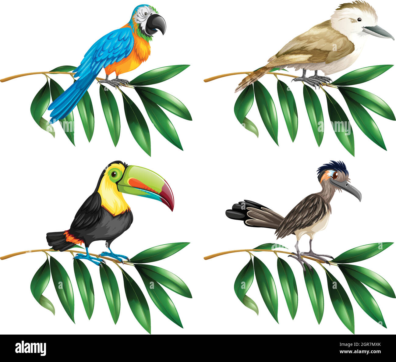 Four types of wild birds on branch Stock Vector