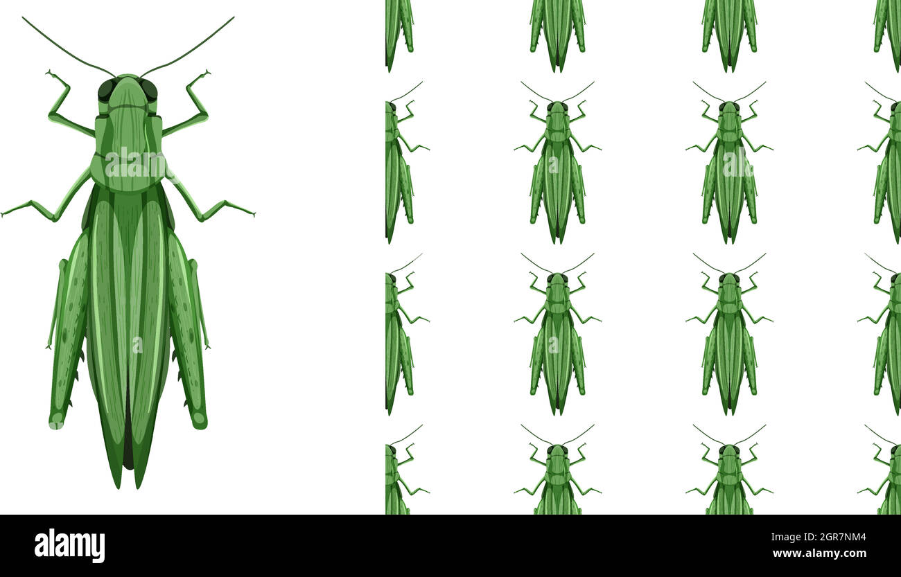 Grasshopper insects isolated on white background and seamless Stock Vector