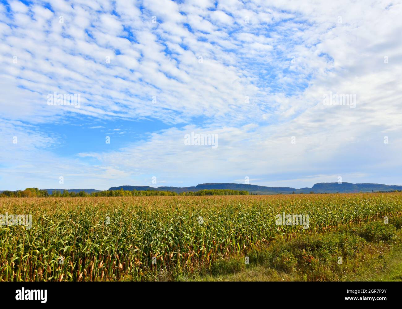 A field of corn under an interesting sky, with the North Western low mountain range in the background , on a sunny day. Stock Photo