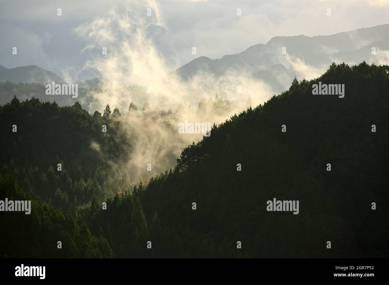 Pine trees summer foggy forest hi-res stock photography and images - Alamy