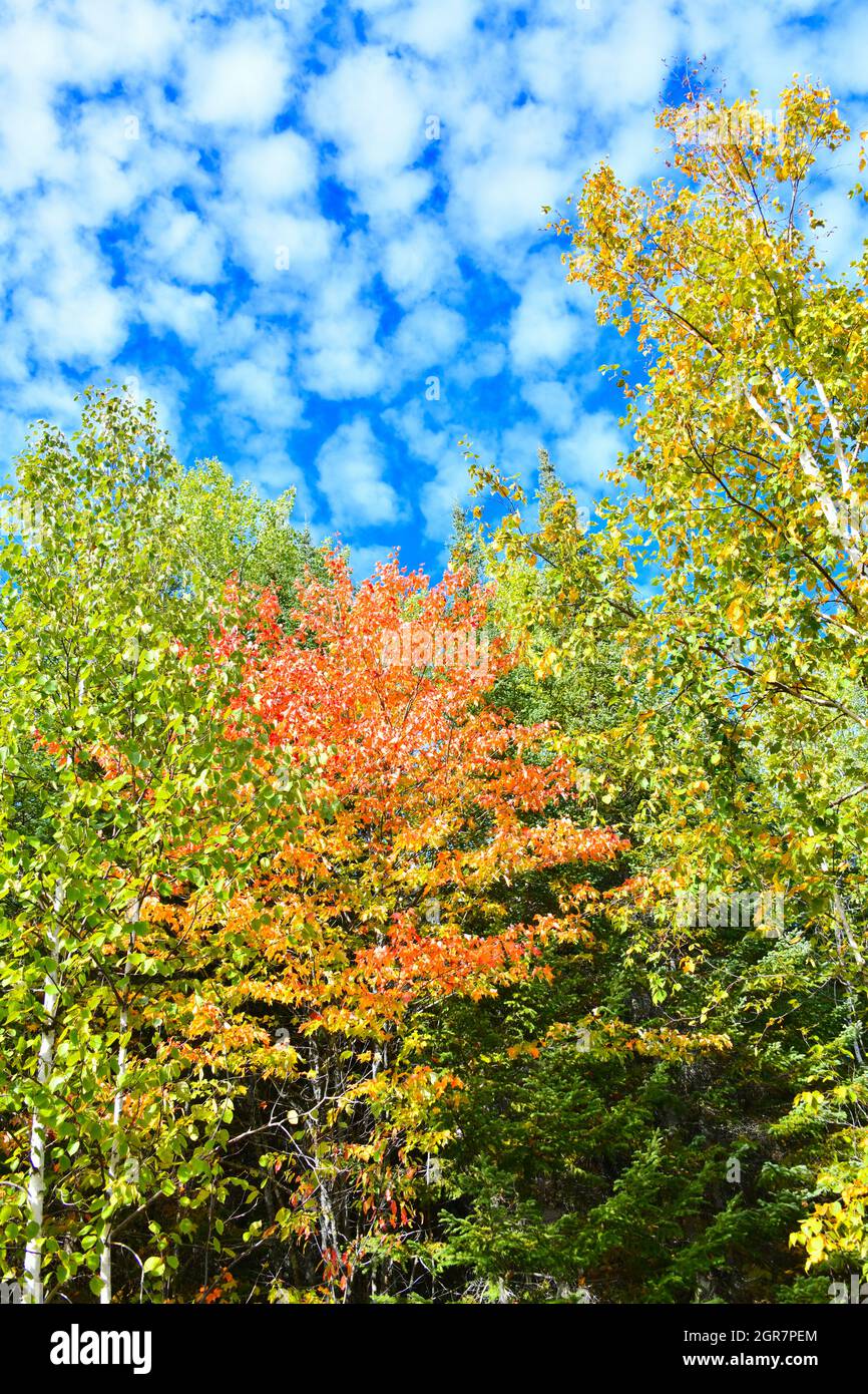 Looking up at trees in a mixed forest, and an interesting sky in the Thunder Bay countryside, during the fall. Stock Photo