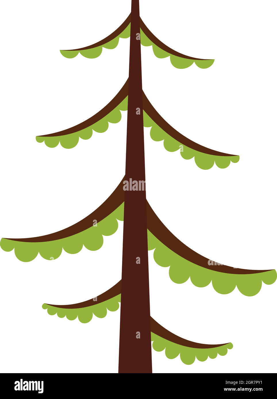 Cedar spruce Stock Vector Images Alamy