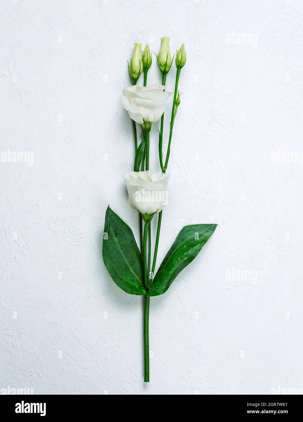 Eustoma Flower On White Background, White Japanese Rose Stock Photo - Alamy