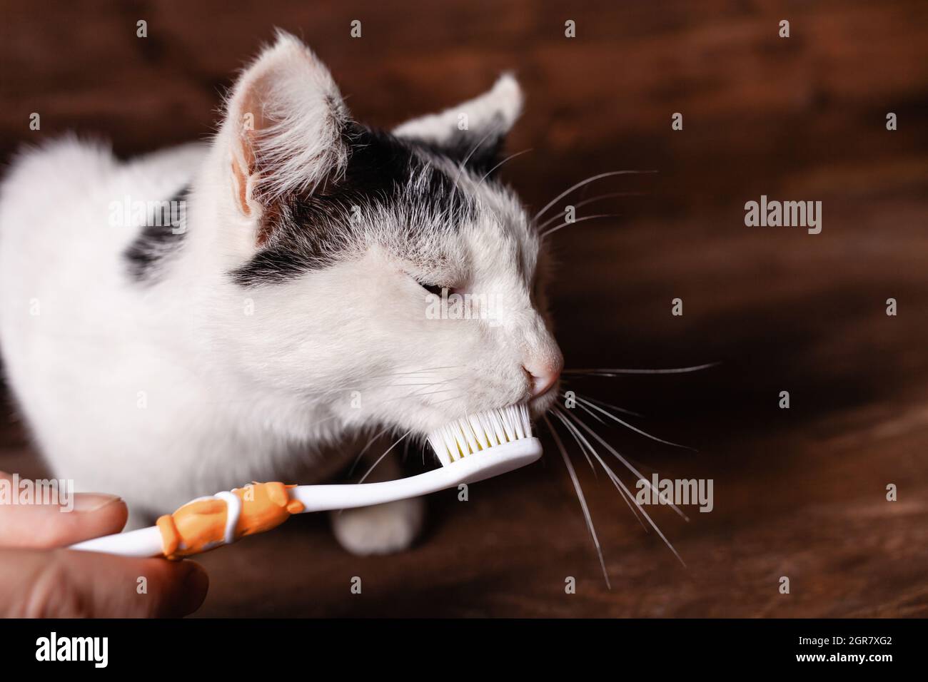 Black And White Cat Brushes Teeth With A Children's Brush. Brushing A