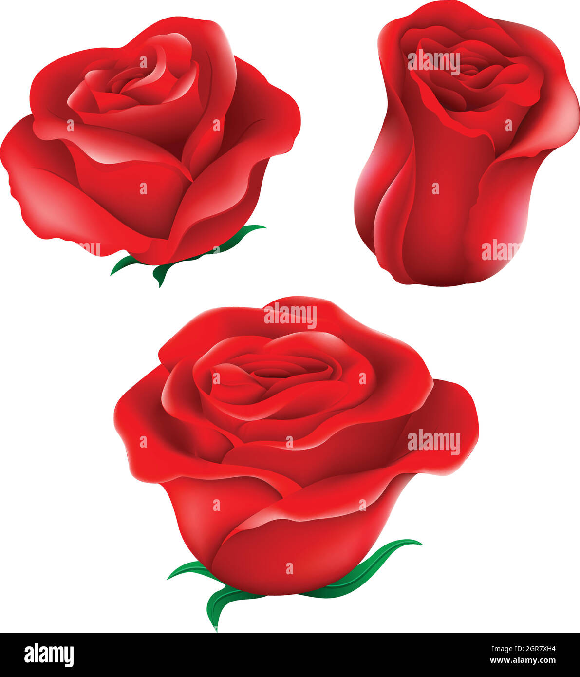 Red roses Stock Vector