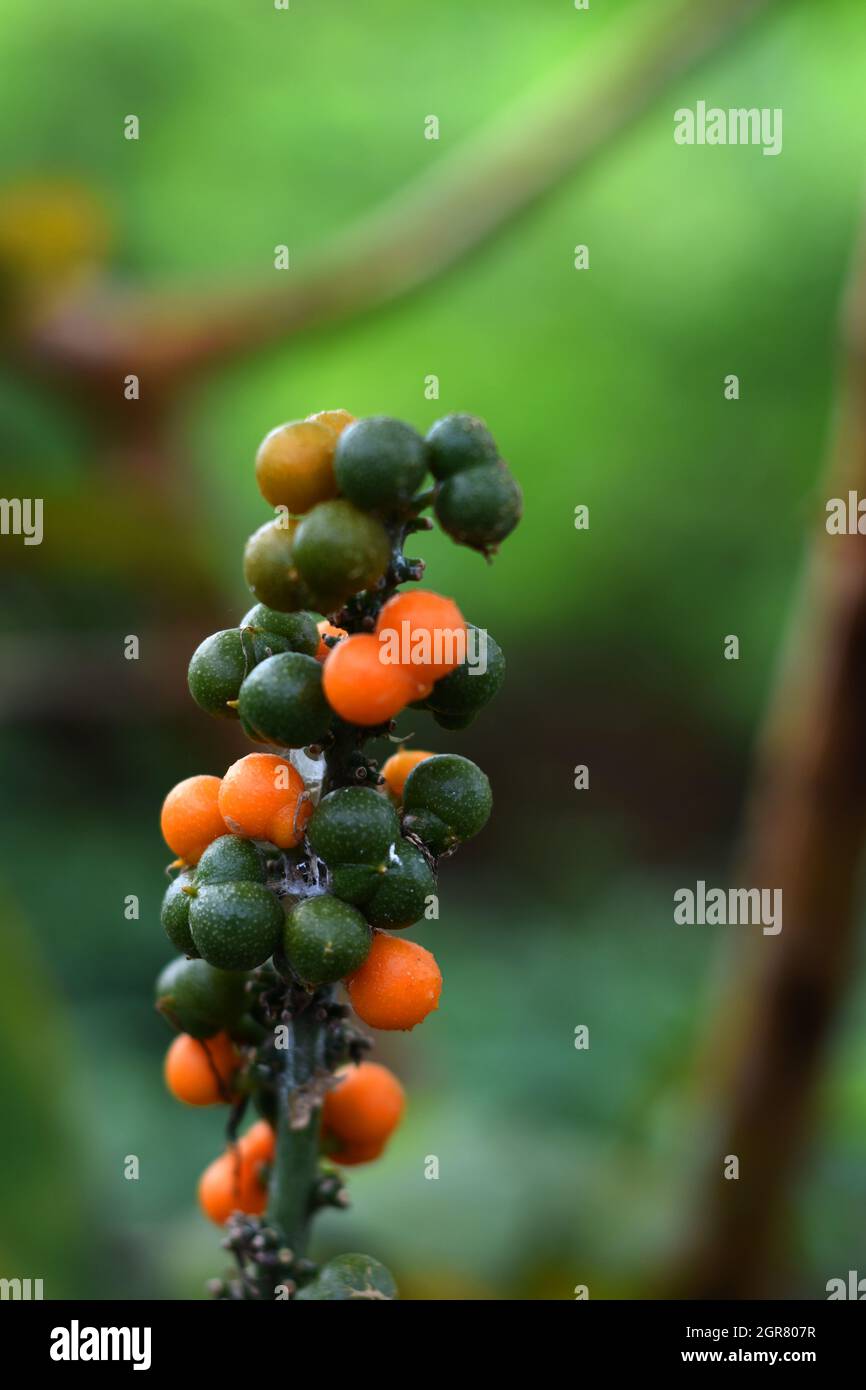 Close up photo of Dracaena fruits. Stock Photo