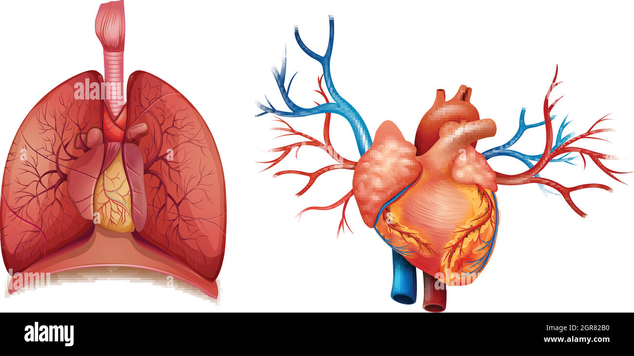 Heart organ Stock Vector