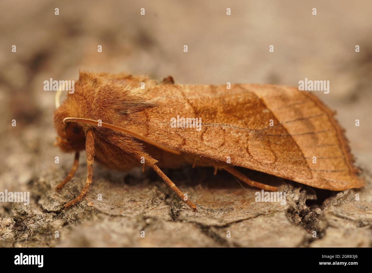 Closeup on the rosy rustic moth Hydraecia micacea sitting Stock Photo