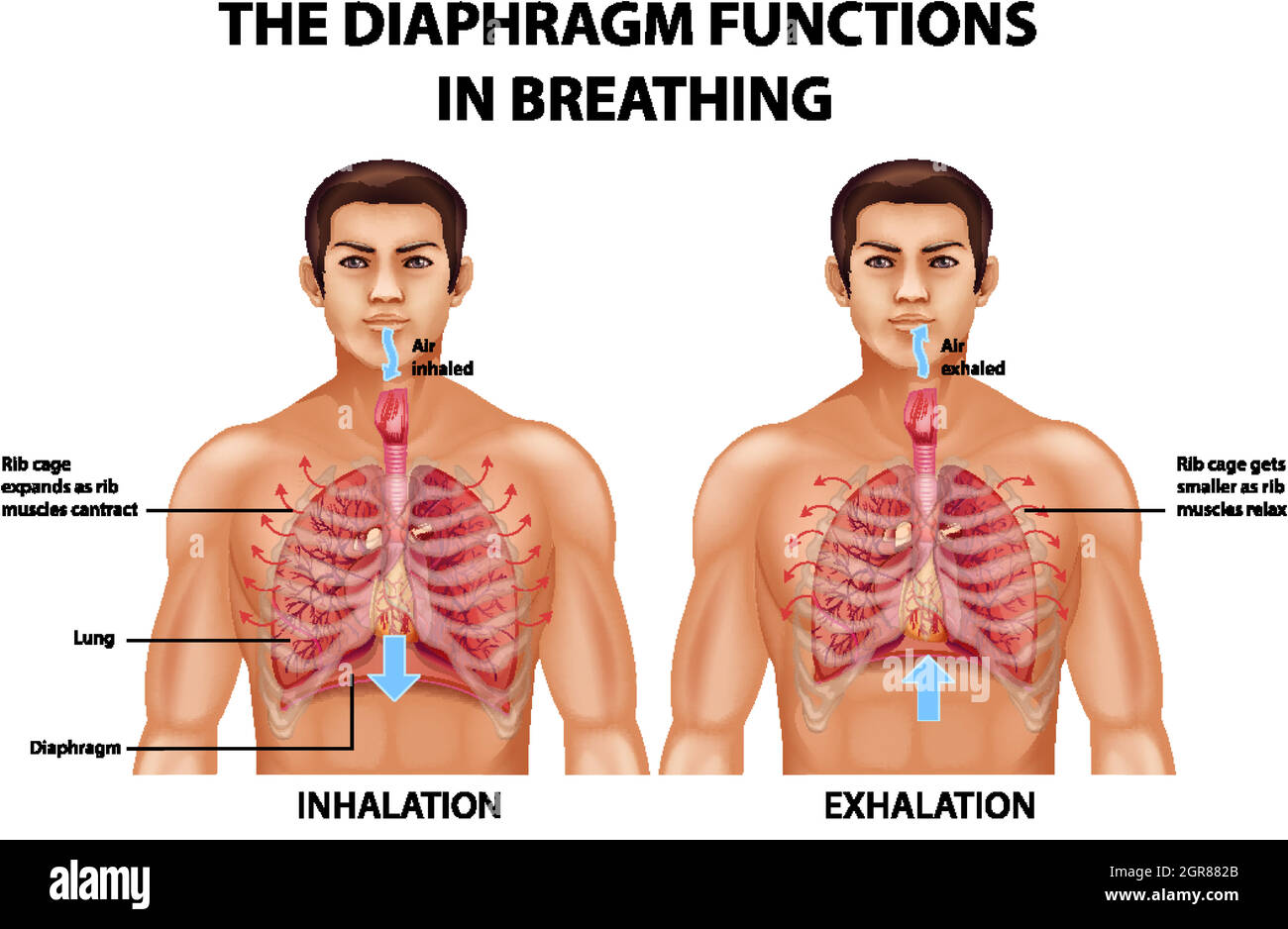 The diaphragm functions in breathing Stock Vector Image & Art Alamy