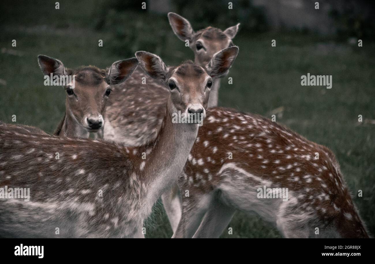 A Flock Of Fallow Deer Stock Photo Alamy
