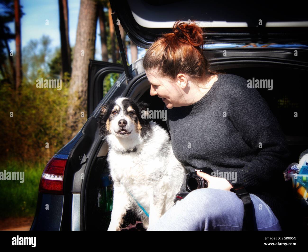 Border collie in car hires stock photography and images Alamy