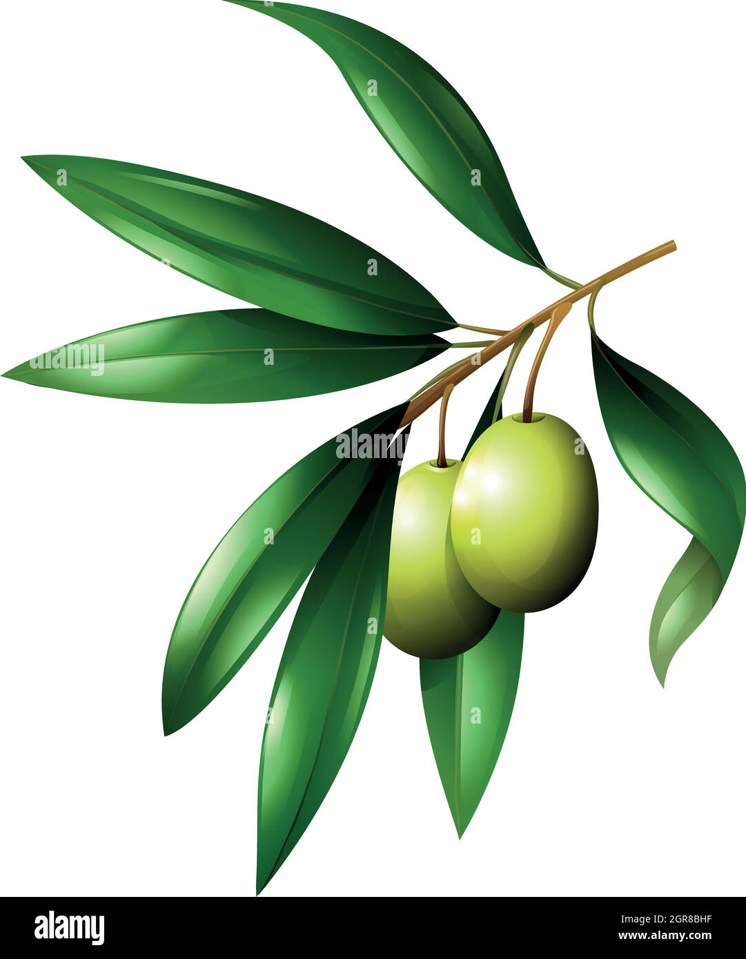 Olive branch with leaves Stock Vector Image & Art - Alamy