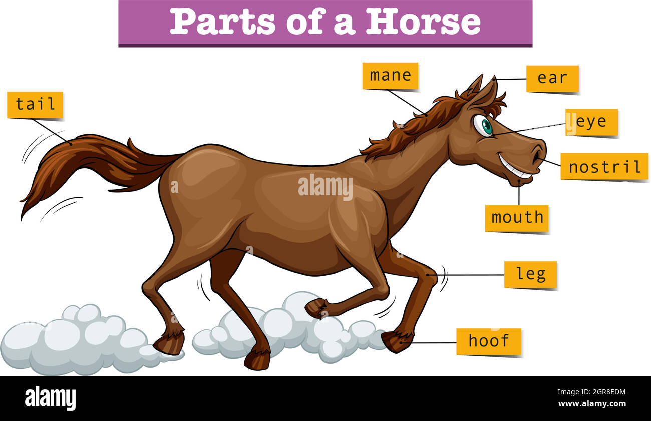 Diagram showing parts of horse Stock Vector