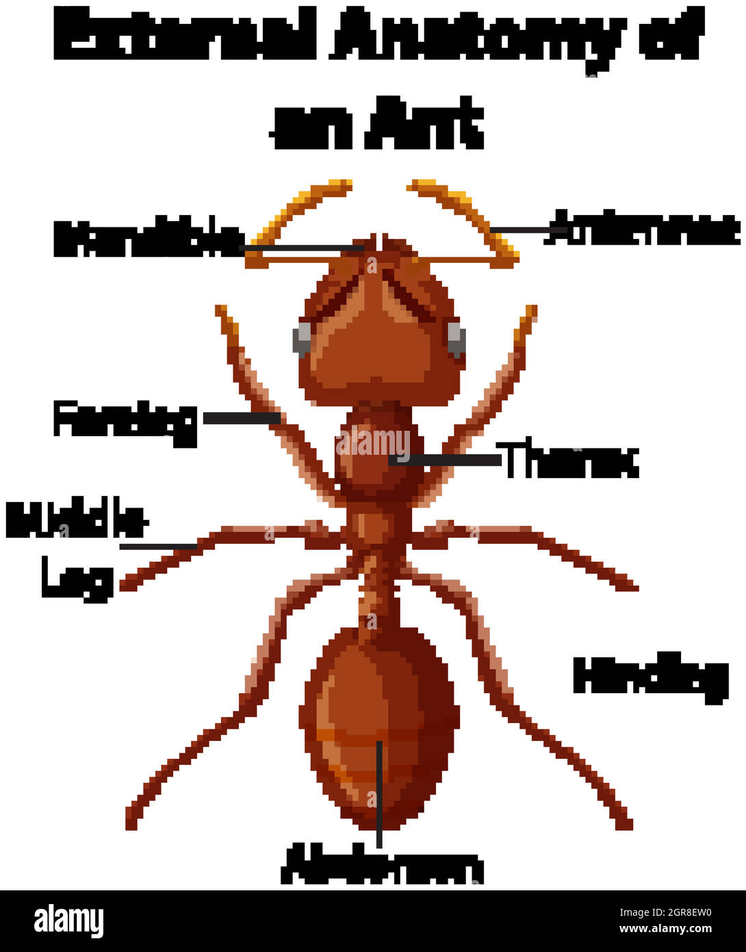 External Anatomy of an Ant on white background Stock Vector