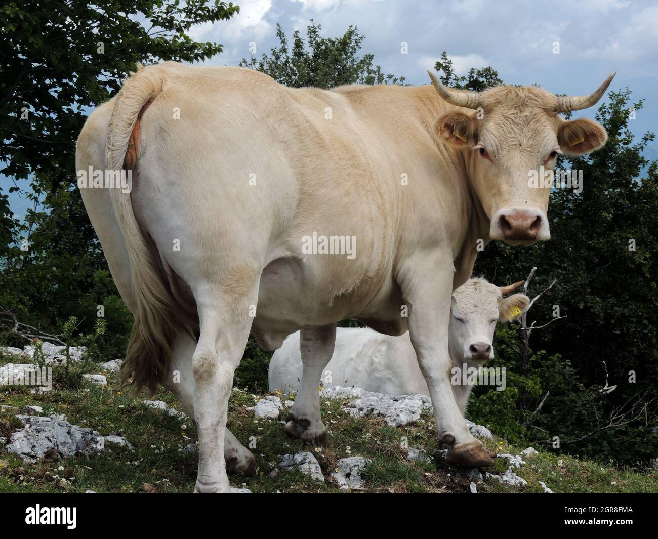 Cow Like A Model Stock Photo