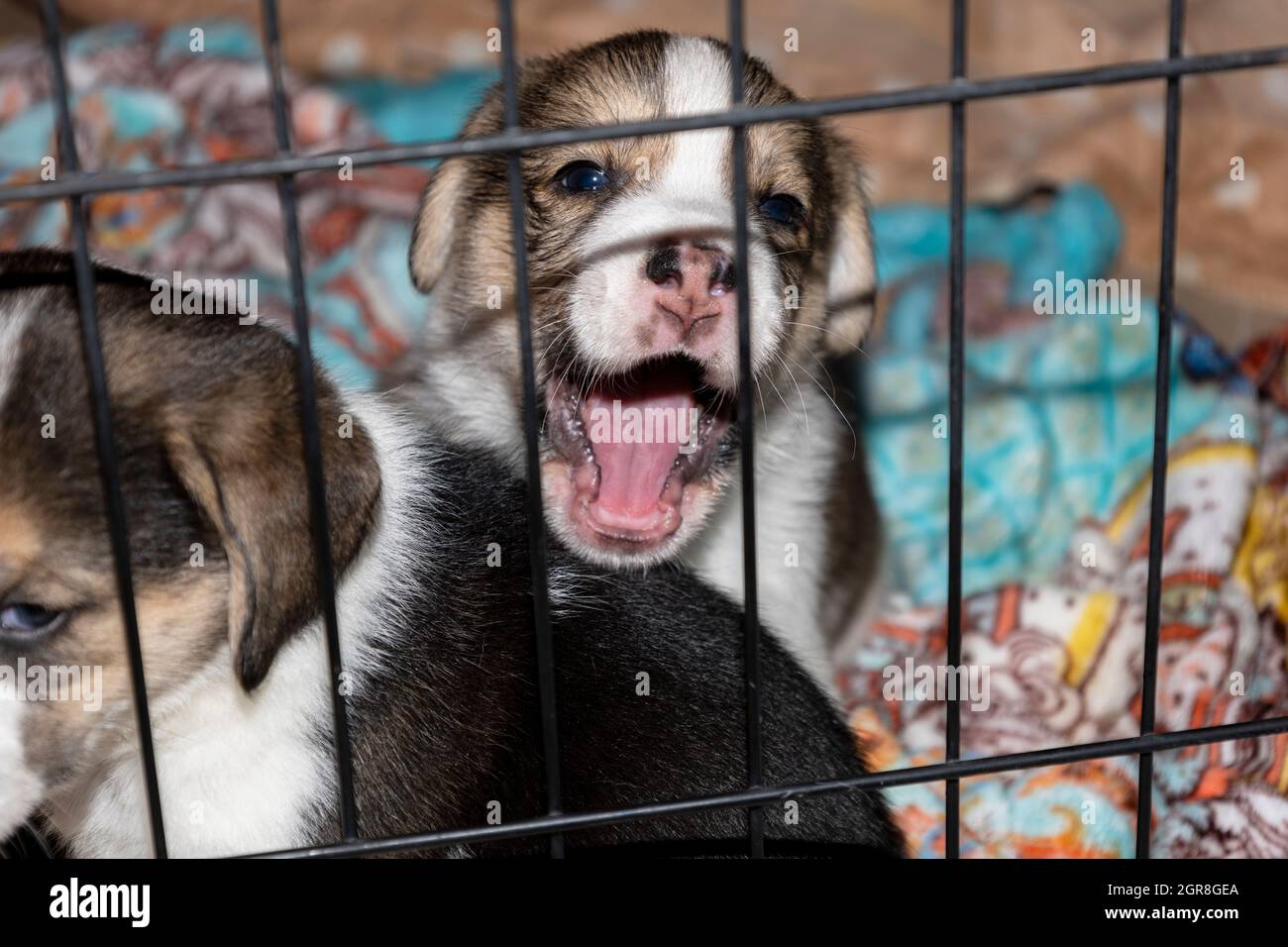 Can Puppies See At 3 Weeks Old
