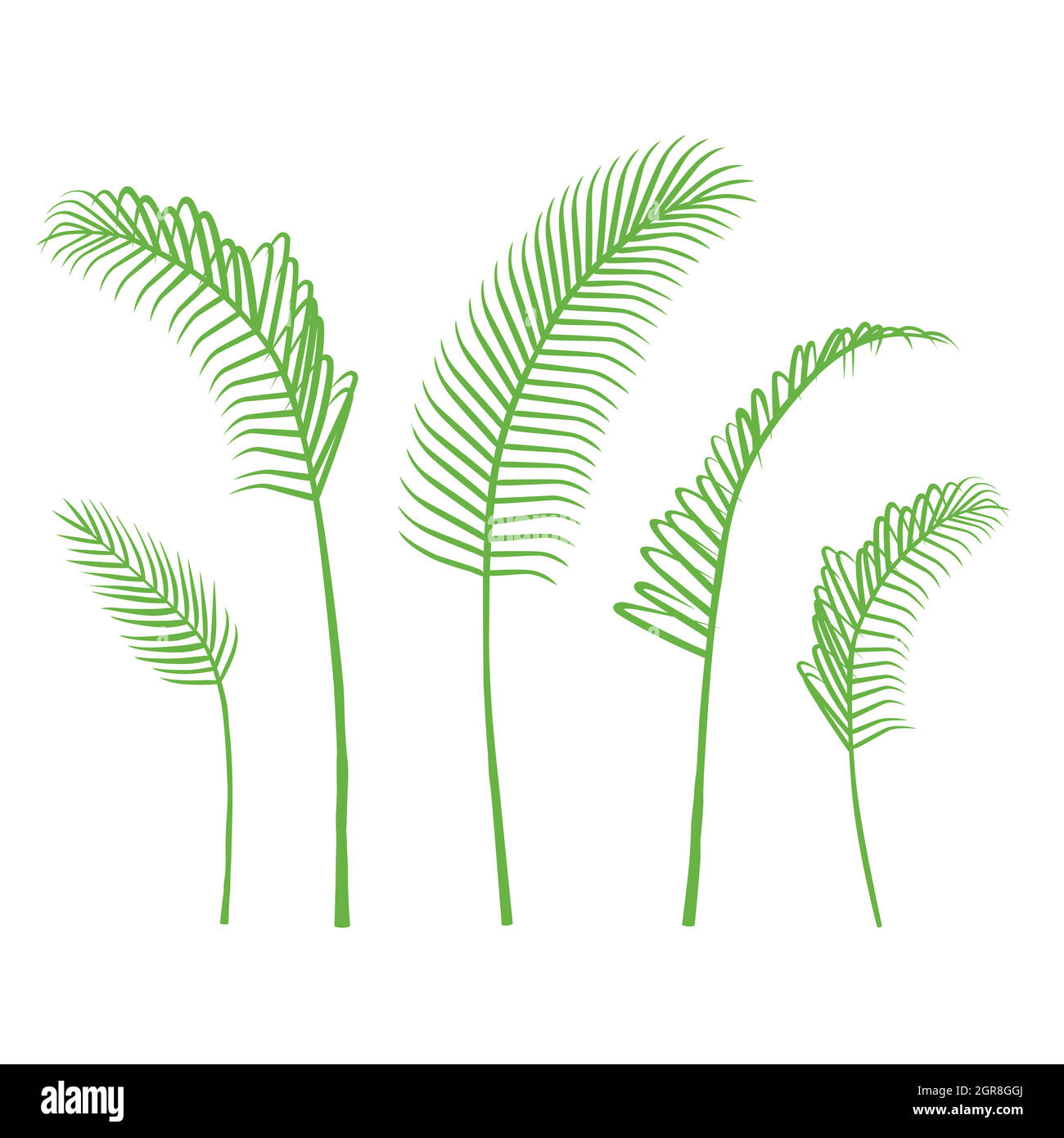Vector palm leaf. Green bangalow palm leaves collection isolated on white background Stock Vector