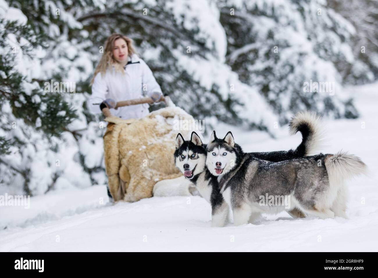 Woman With Dogs On Snow Covered Land Stock Photo
