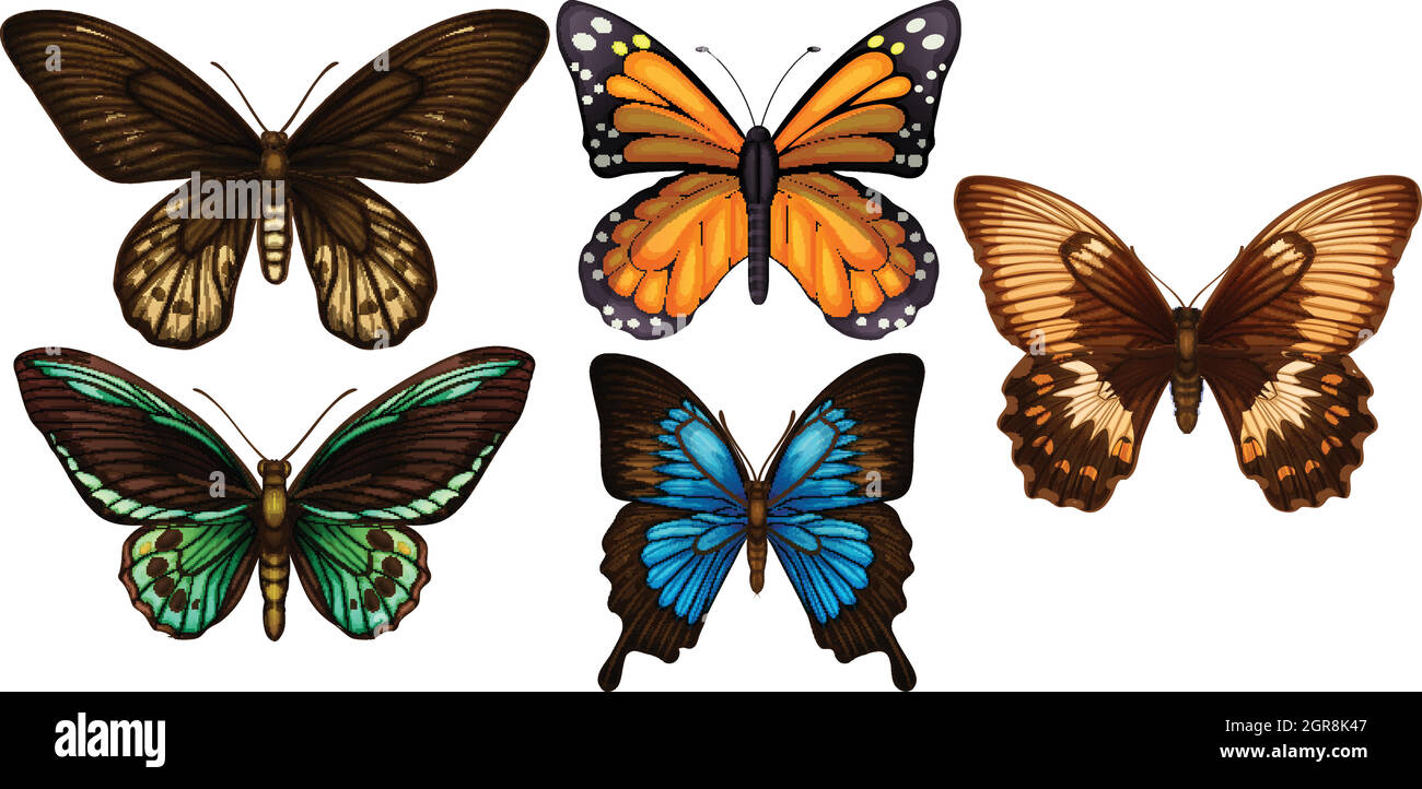 A Set of Colourful Butterfly Stock Vector