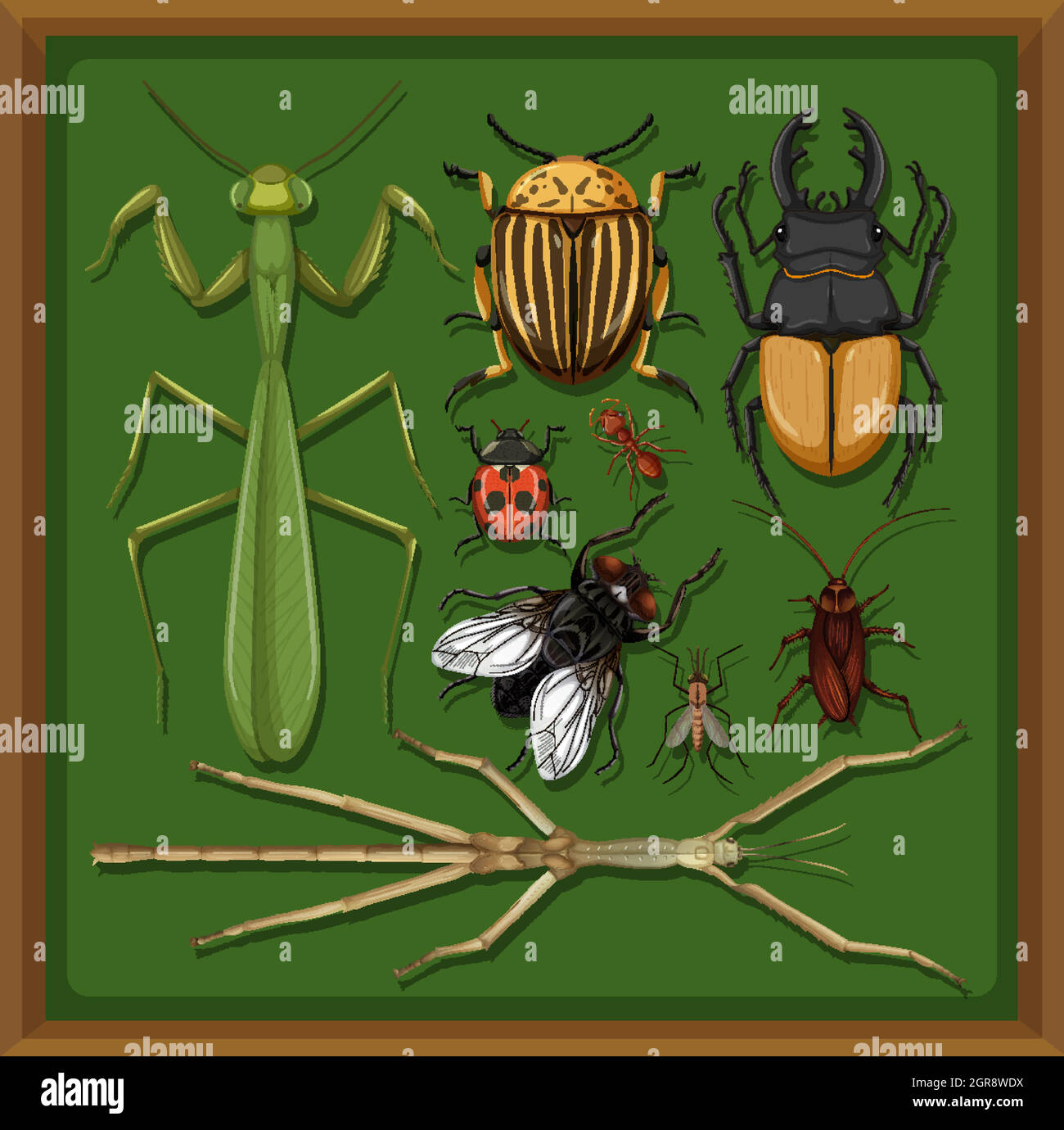 Set of different insects in wooden frame background Stock Vector Image ...