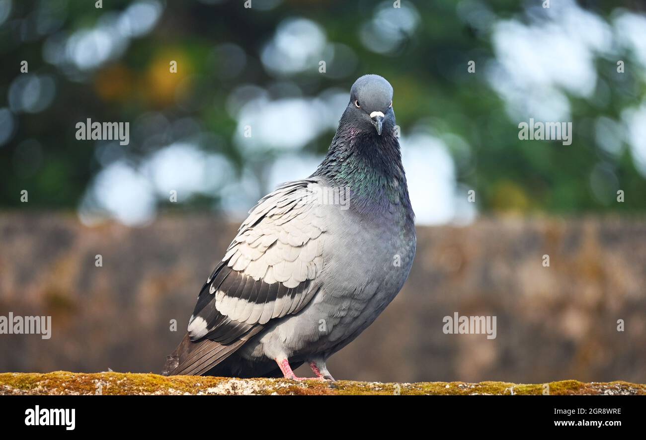 Closeup Of Pigeon Perching On Railing Stock Photo Alamy