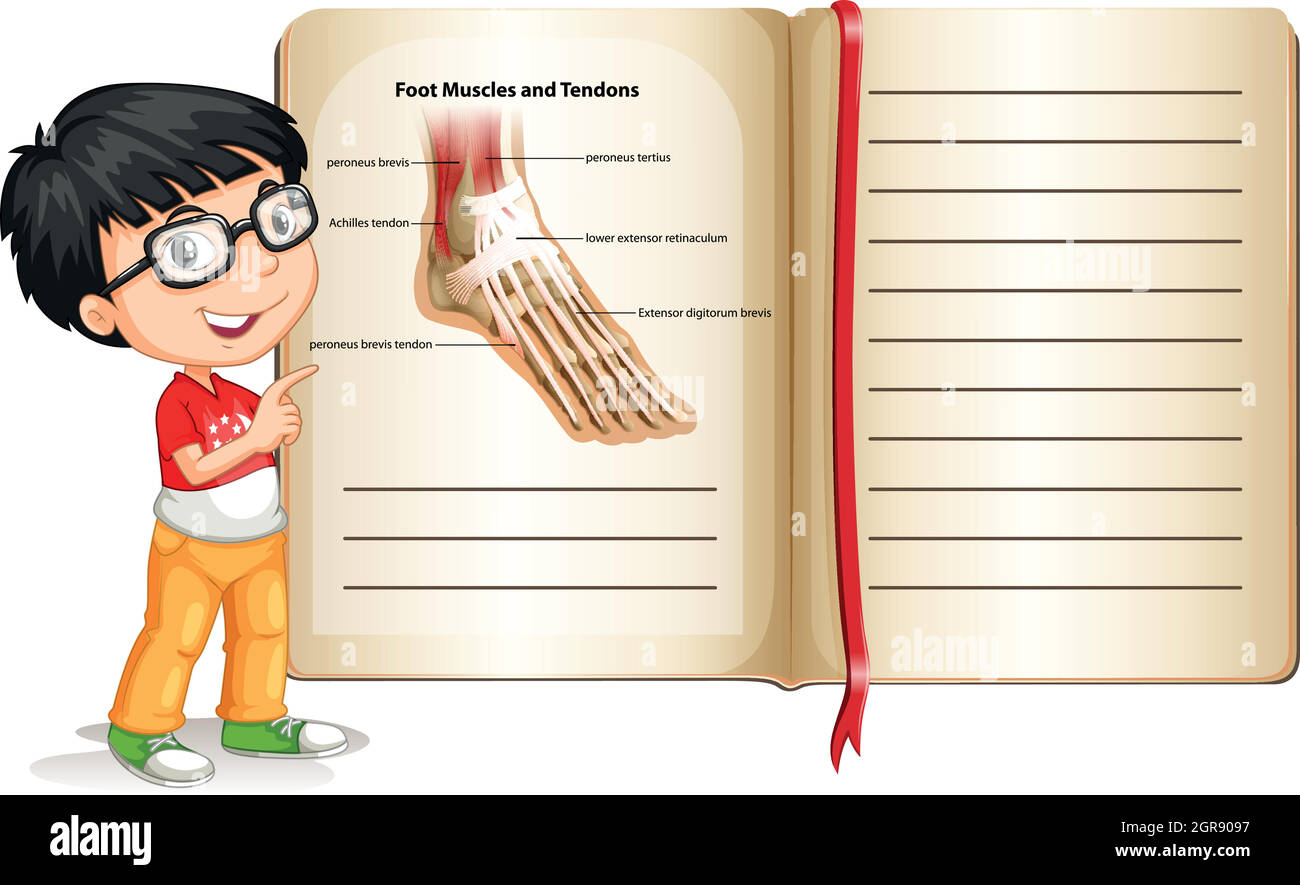 Foot muscles and tendons on page Stock Vector