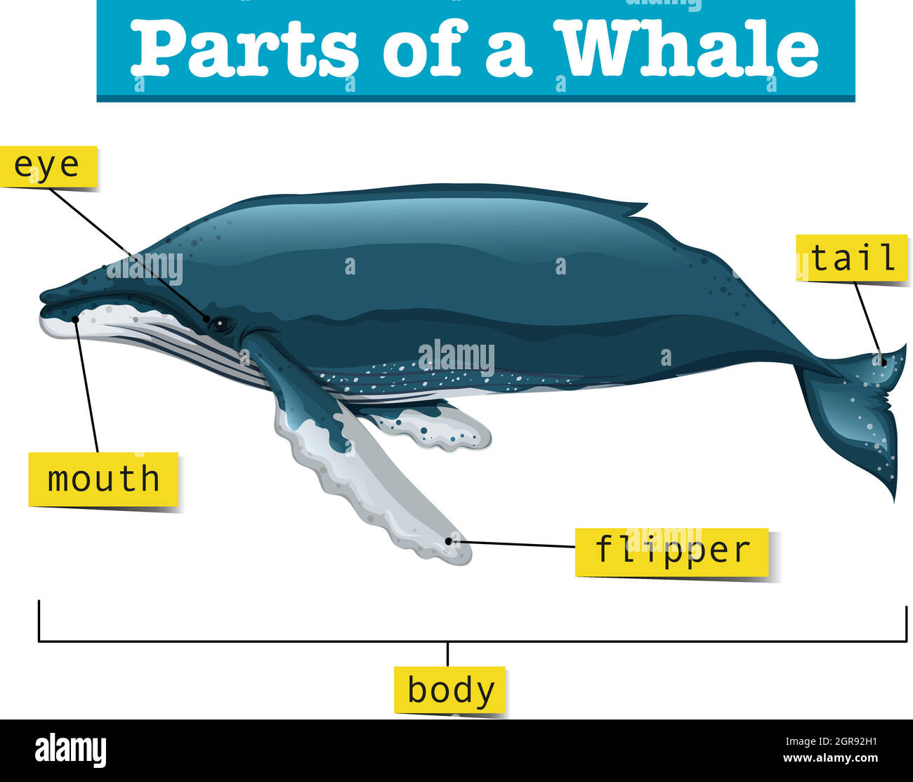 Diagram showing parts of whale Stock Vector