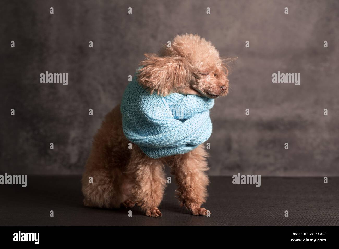 blue teacup poodle