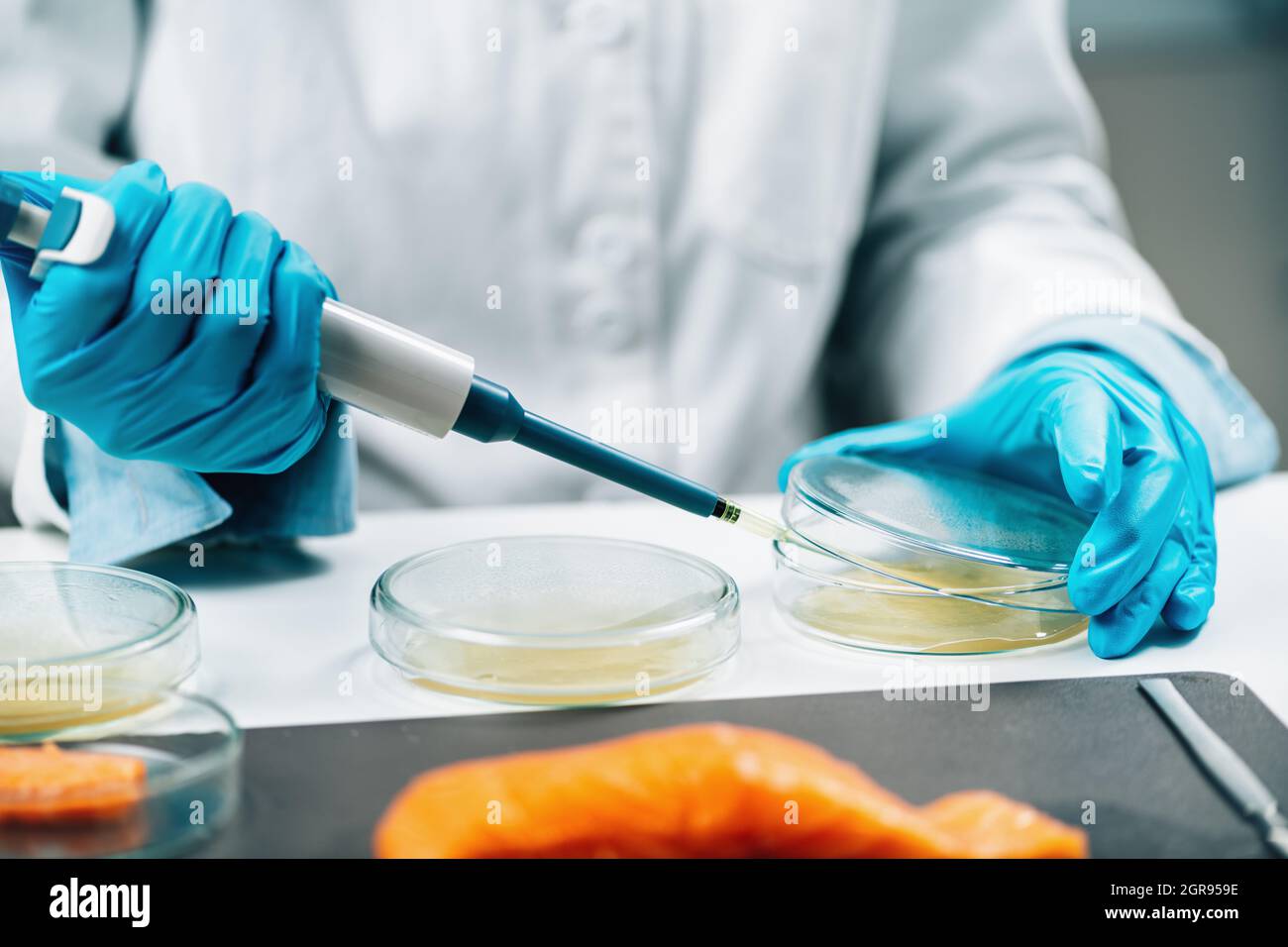 Food Quality Management Microbiologist Testing Salmon Fish Sample Stock Photo Alamy