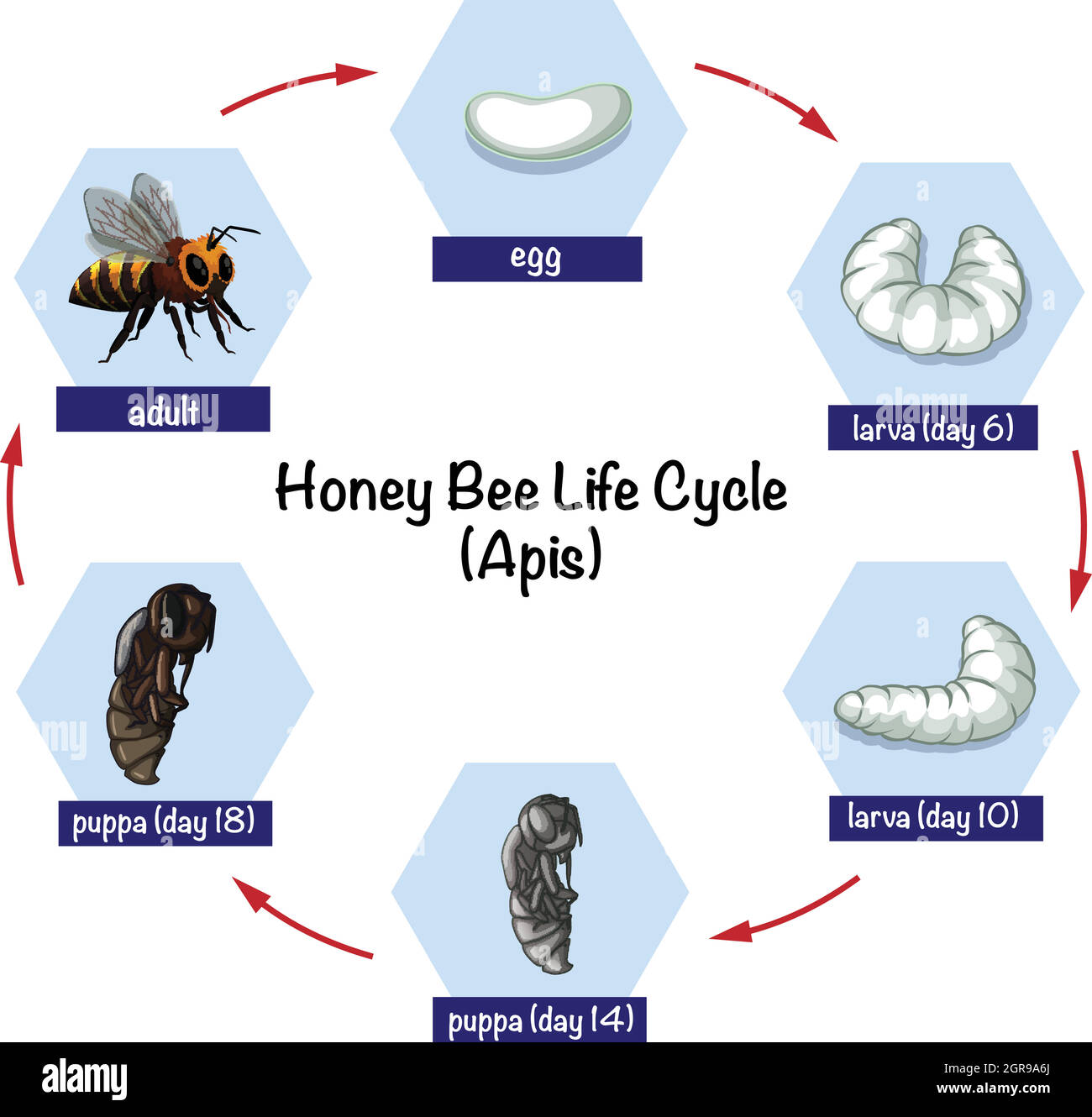 Honey bee life cycle Stock Vector
