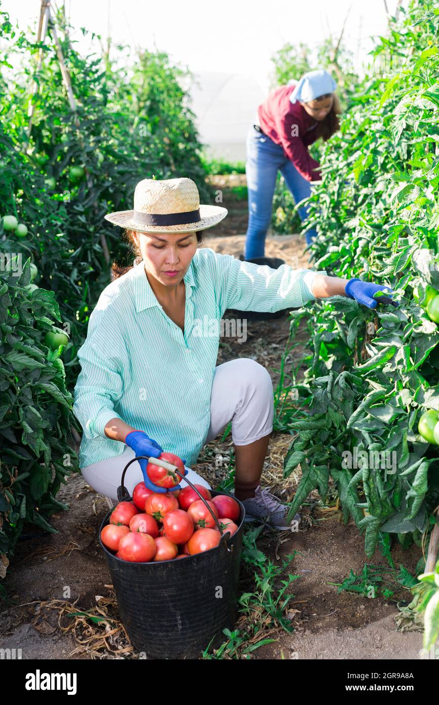 Portrait of a kazakh farmer woman collecting a harvest of ripe tomatoes ...