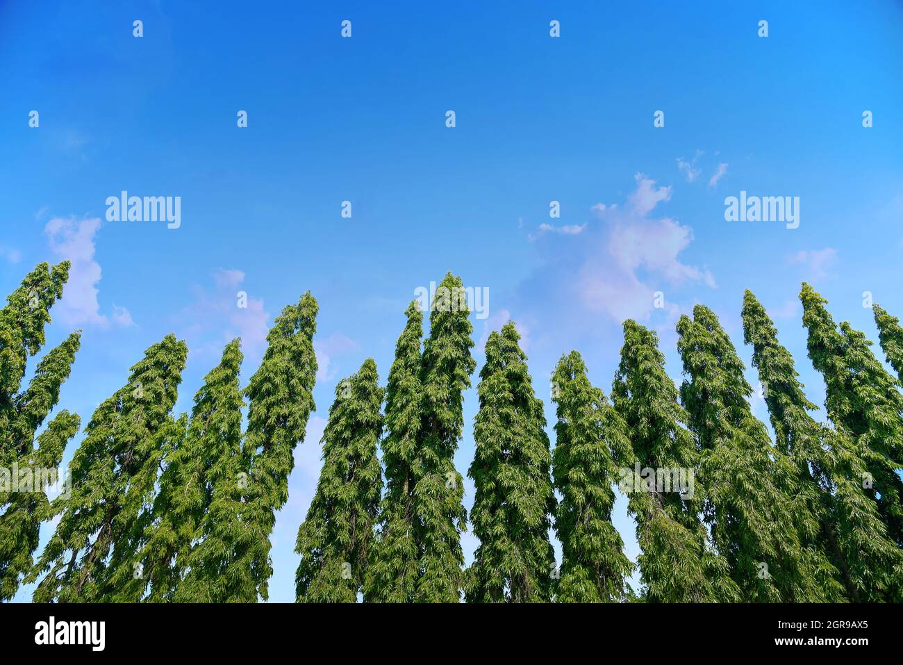 Polyalthia plant hi-res stock photography and images - Alamy