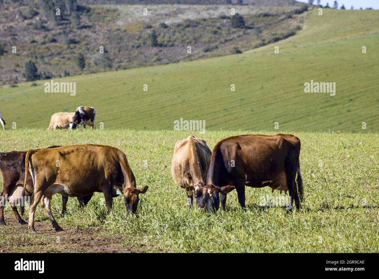 Herd of cows grazing on the pasture in the mountains Stock Photo - Alamy