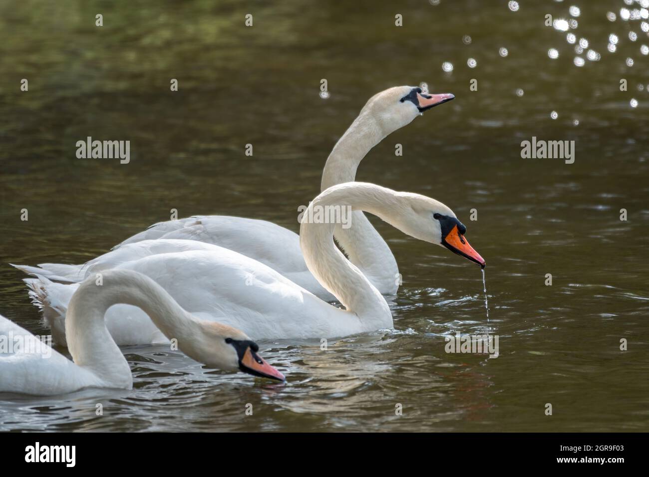 Graceful white Swans swimming in the lake, swans in the wild. The mute