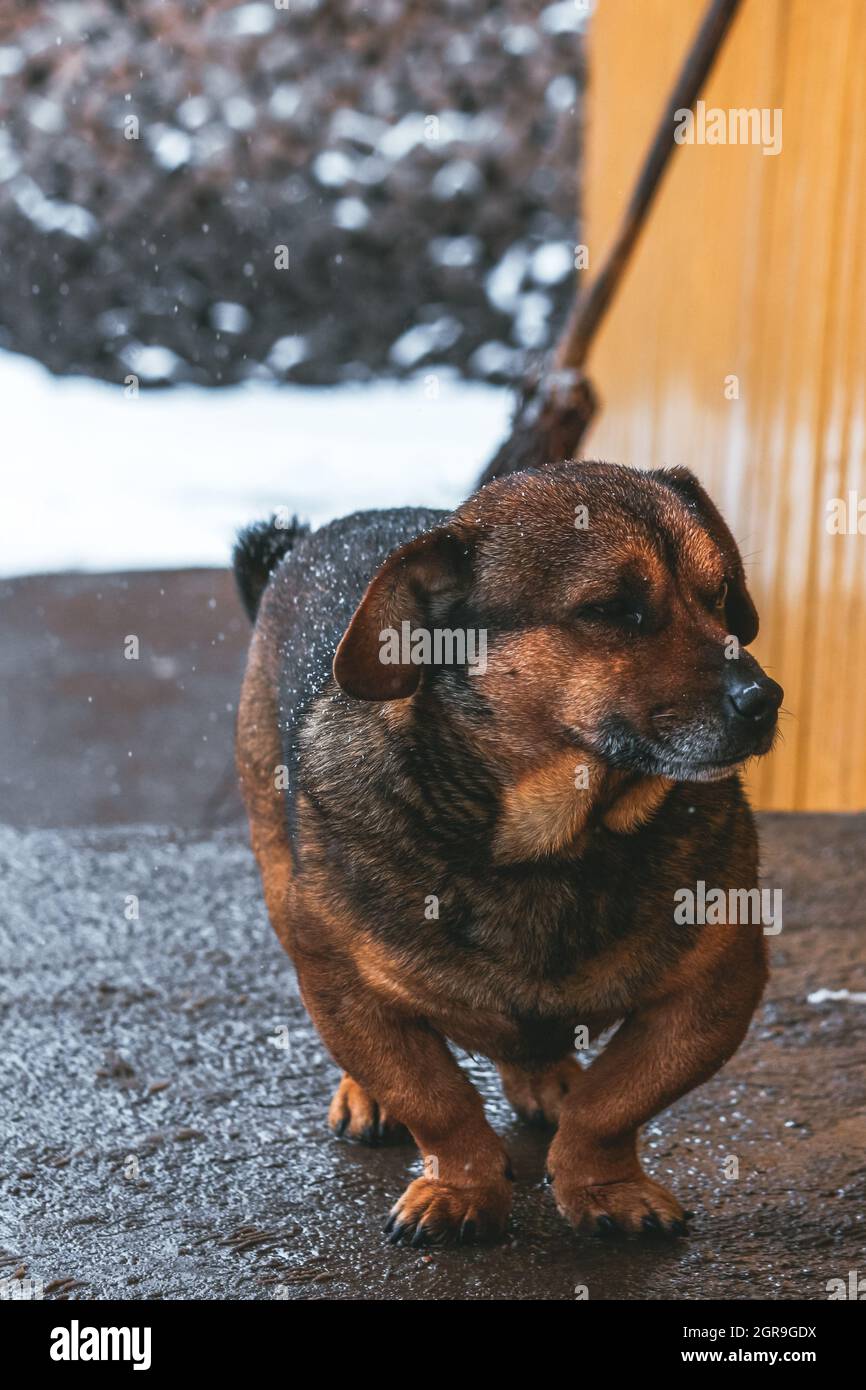 Cute Dog Looking Serios With Blurry Background Snow Stock Photo