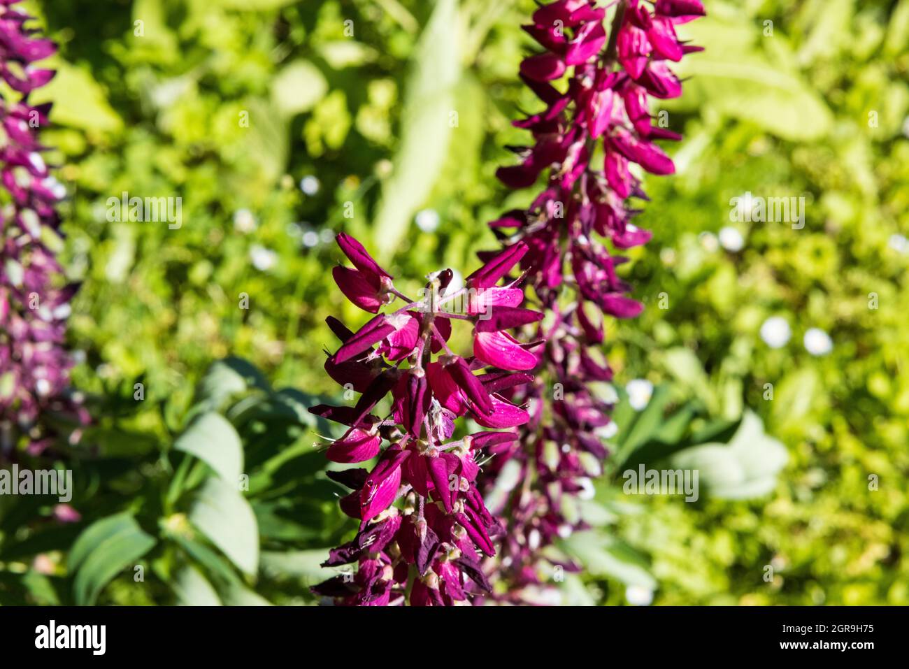 Closeup shot of pink sweetvetches Stock Photo