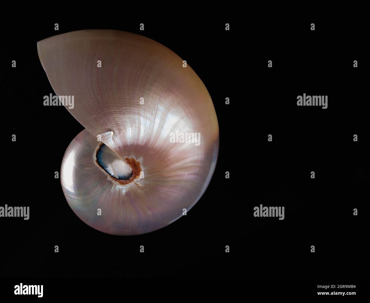 mother-of-pearl seashell with dark background intense colors Stock ...