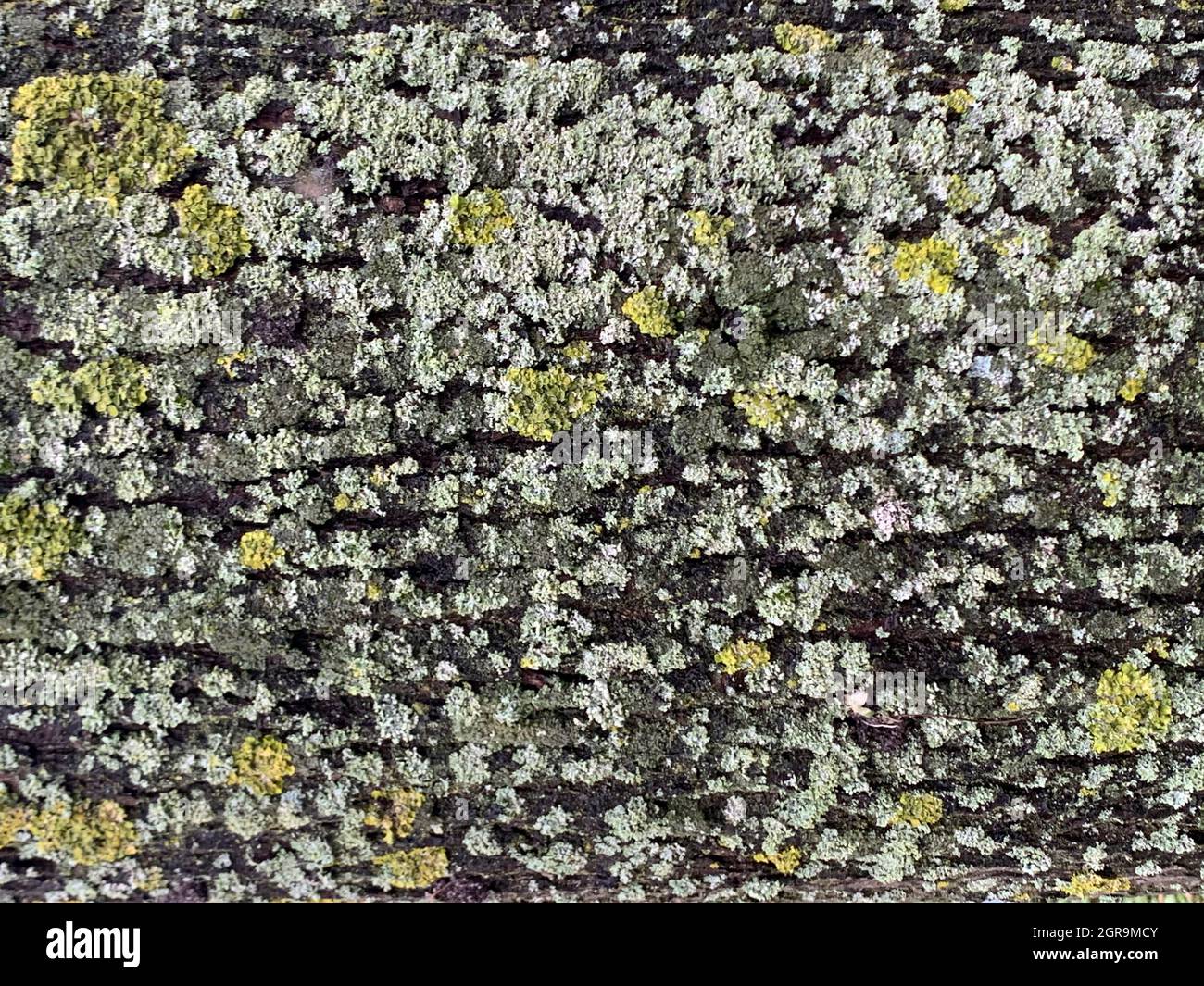Full Frame Shot Of Flowering Plant Against Wall Stock Photo