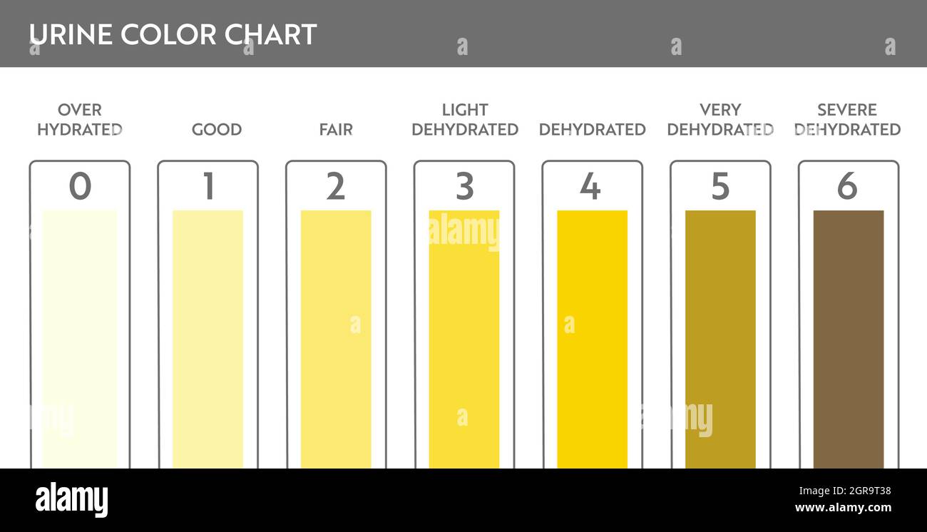 Urine color chart. Pee hydration and dehydration test strip. Vector