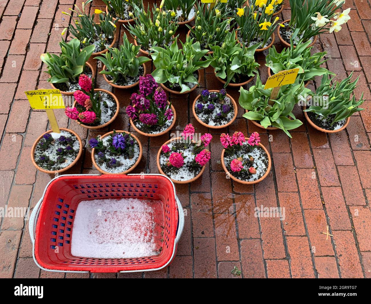 High Angle View Of Snowy Potted Plants For Sale At Florist Shop Stock Photo