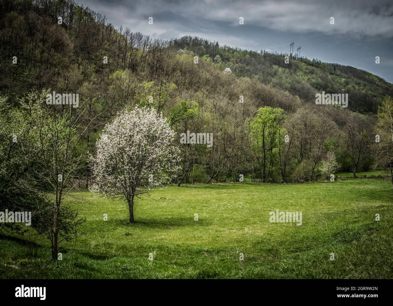 Nature in spring on Mokra Gora in Serbia Stock Photo