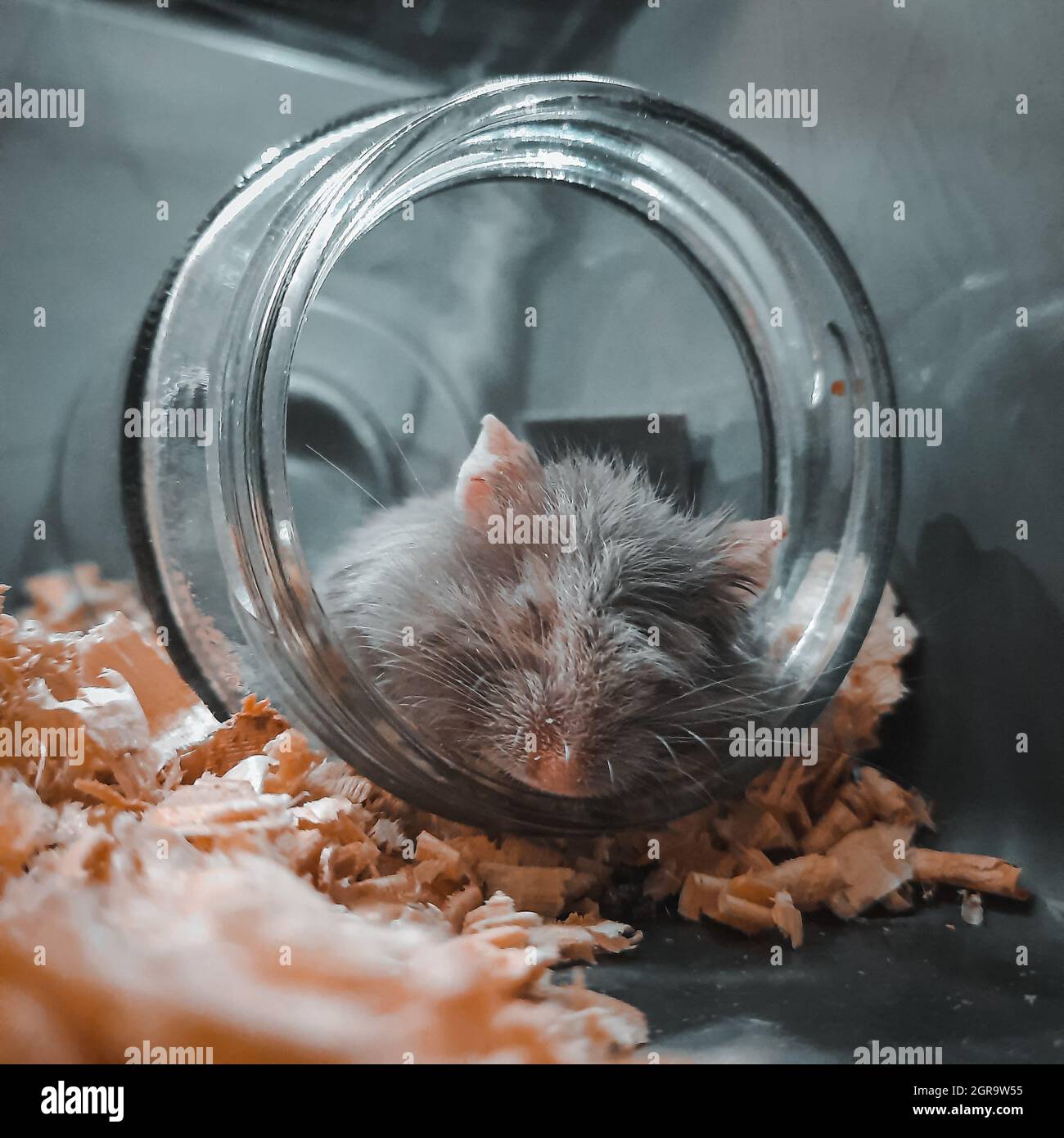 Sleepy hamster hires stock photography and images Alamy