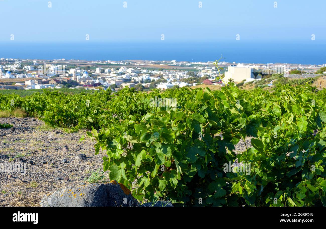 Vineyard next to villages in Santorini, Greece Stock Photo