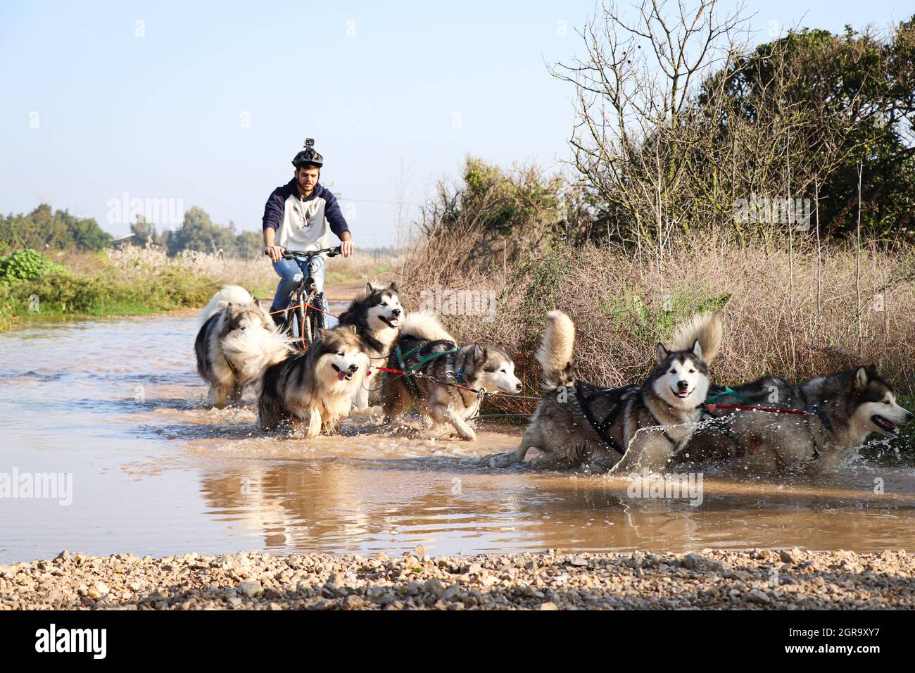 Riding dogs hi-res stock photography and images - Alamy
