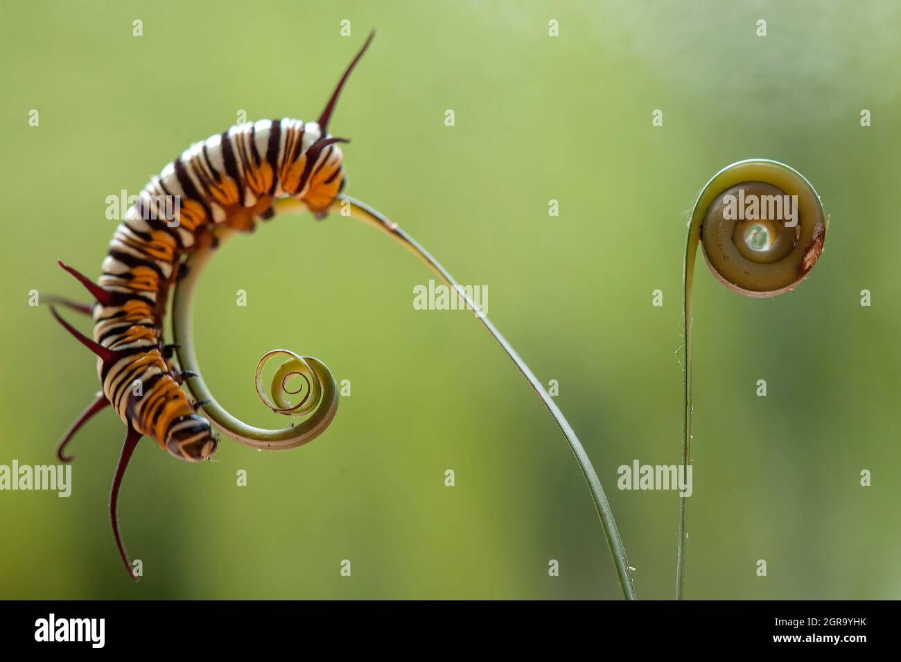 Beautiful Caterpillar On Fern Stock Photo Alamy