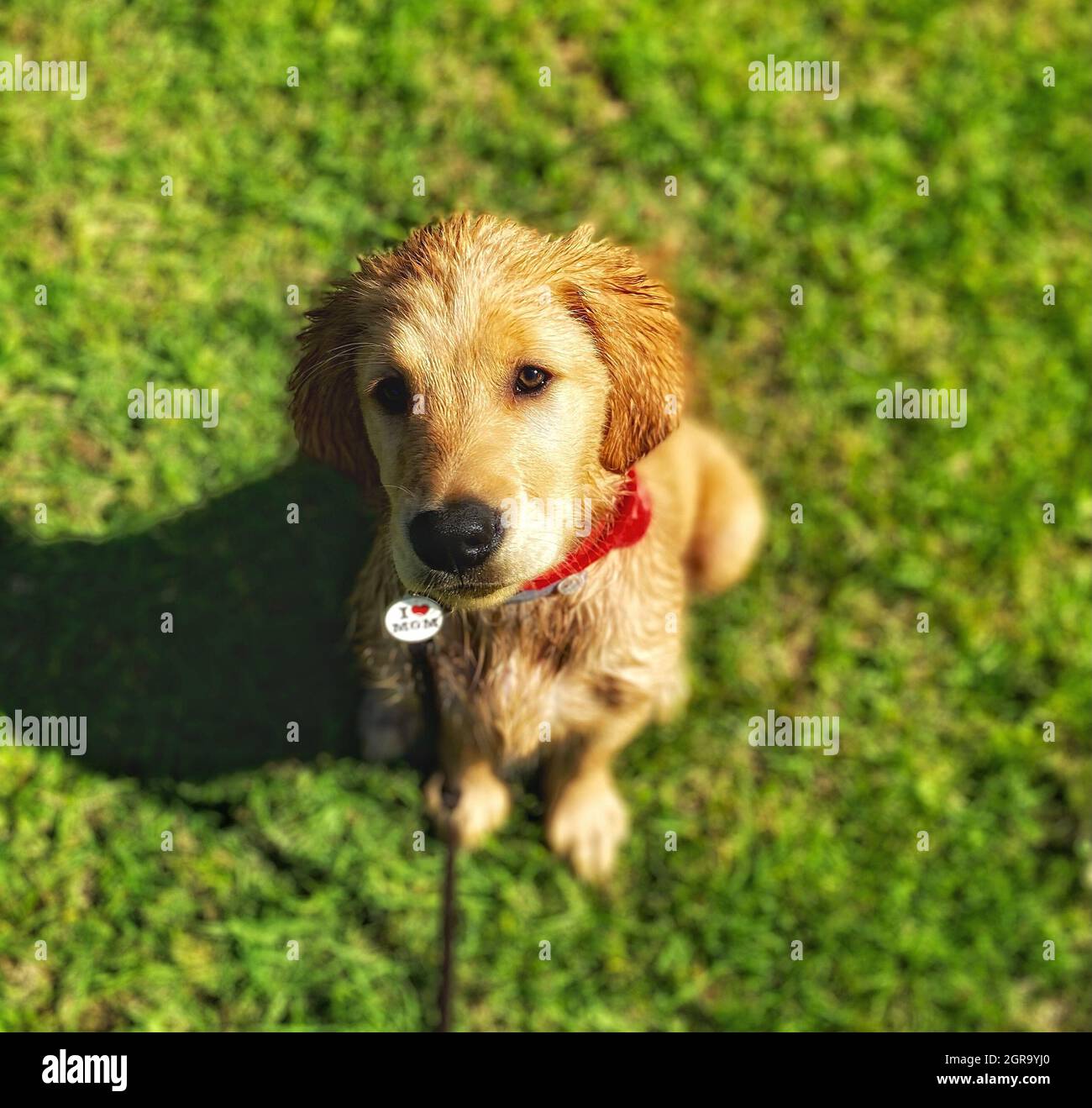 Having A Golden Day Stock Photo Alamy